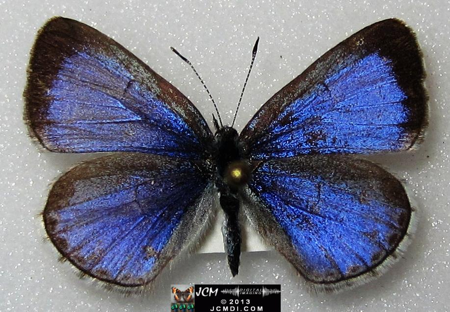Celastrina argiolus echo (Echo Blue Butterfly) image